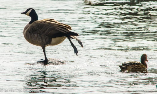 Canada Goose doing ballet