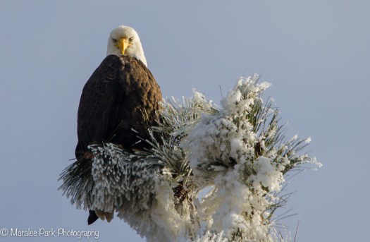 Bald Eagle