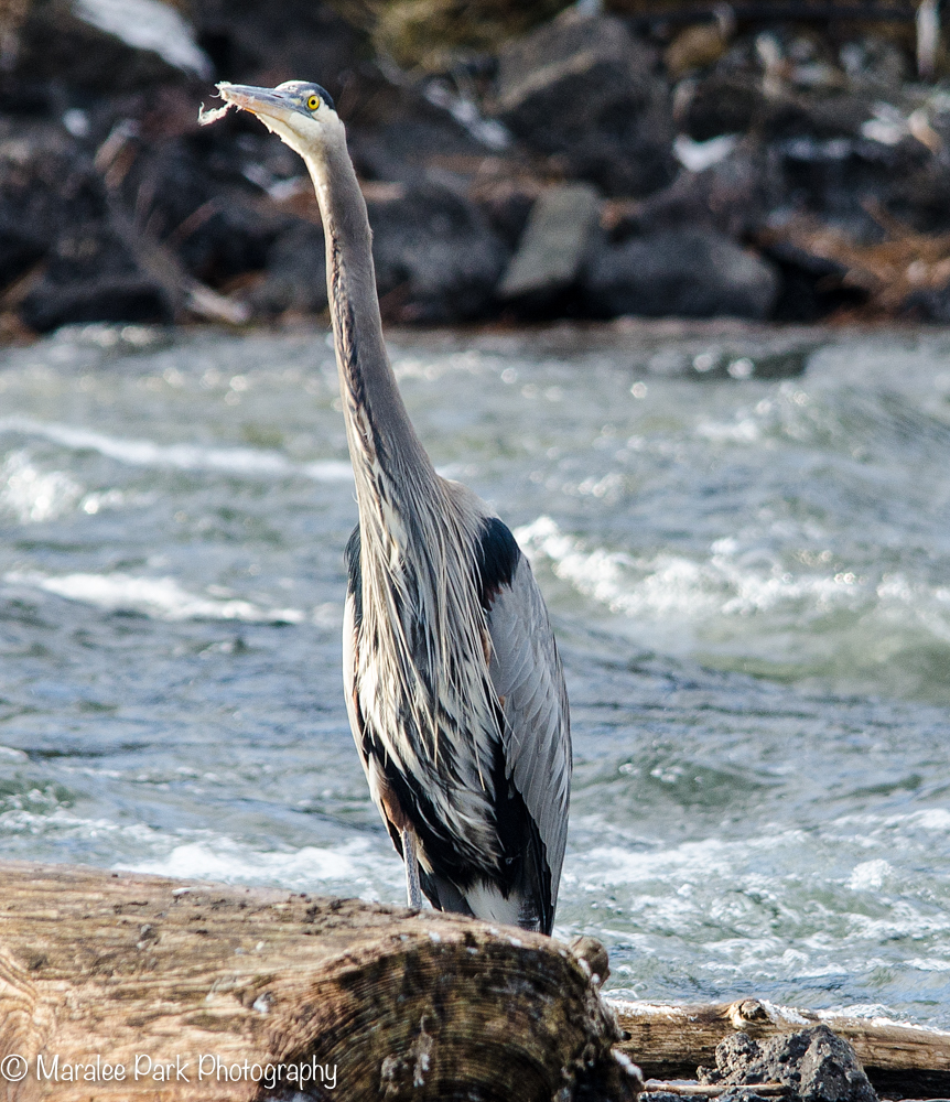 Great Blue Heron