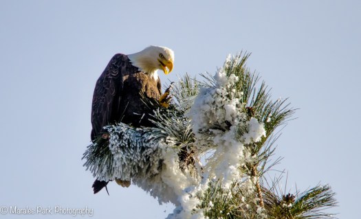Bald Eagle