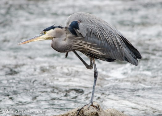 Great Blue Heron