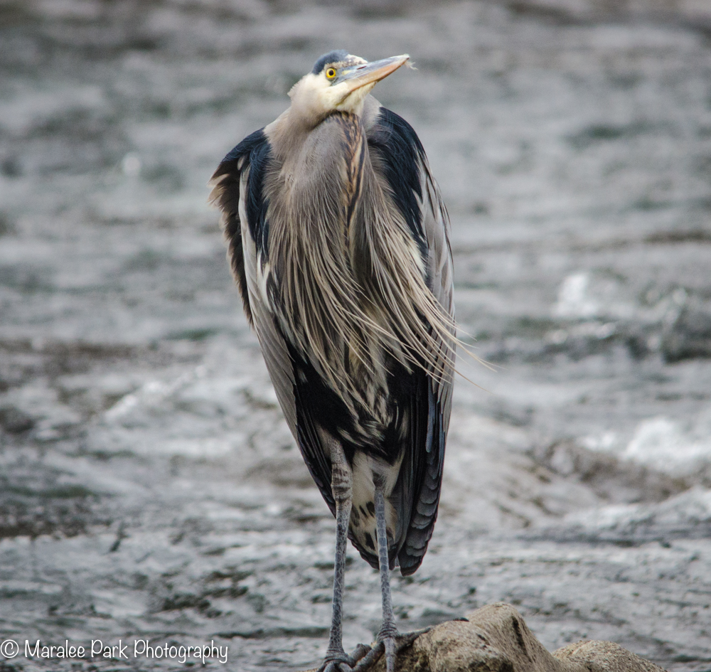 Great Blue Heron