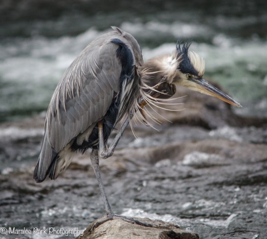 Great Blue Heron