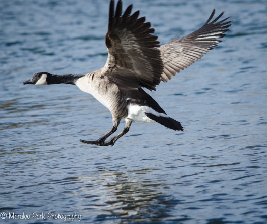 Canada Goose landing