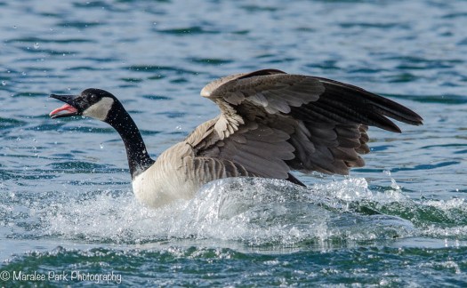 Canada Goose landing
