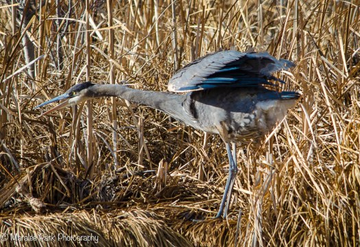 My Favorite Heron stretching