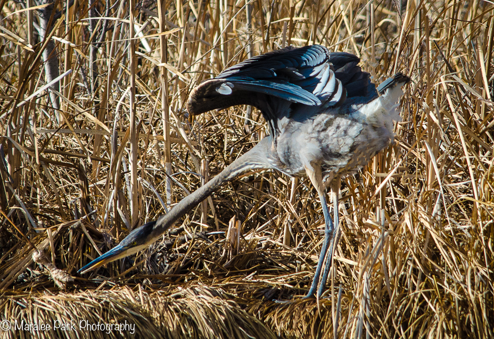 My Favorite Heron stretching