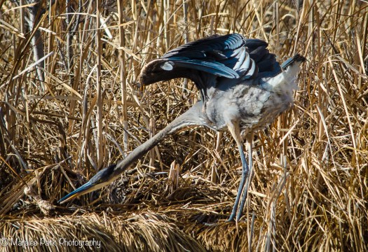 My Favorite Heron stretching