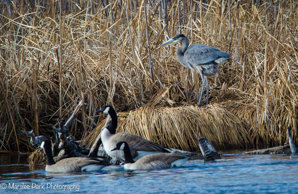 Great Blue Heron and Geese