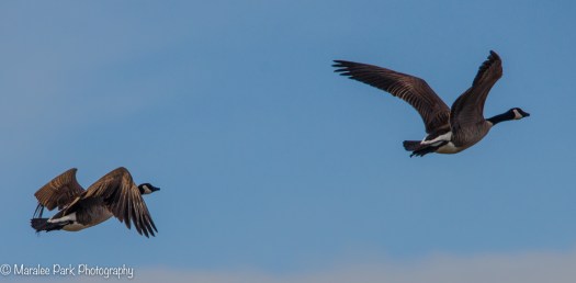 Geese in flight