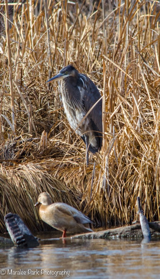 Great Blue Heron and Duck