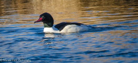 A breeding male common merganser