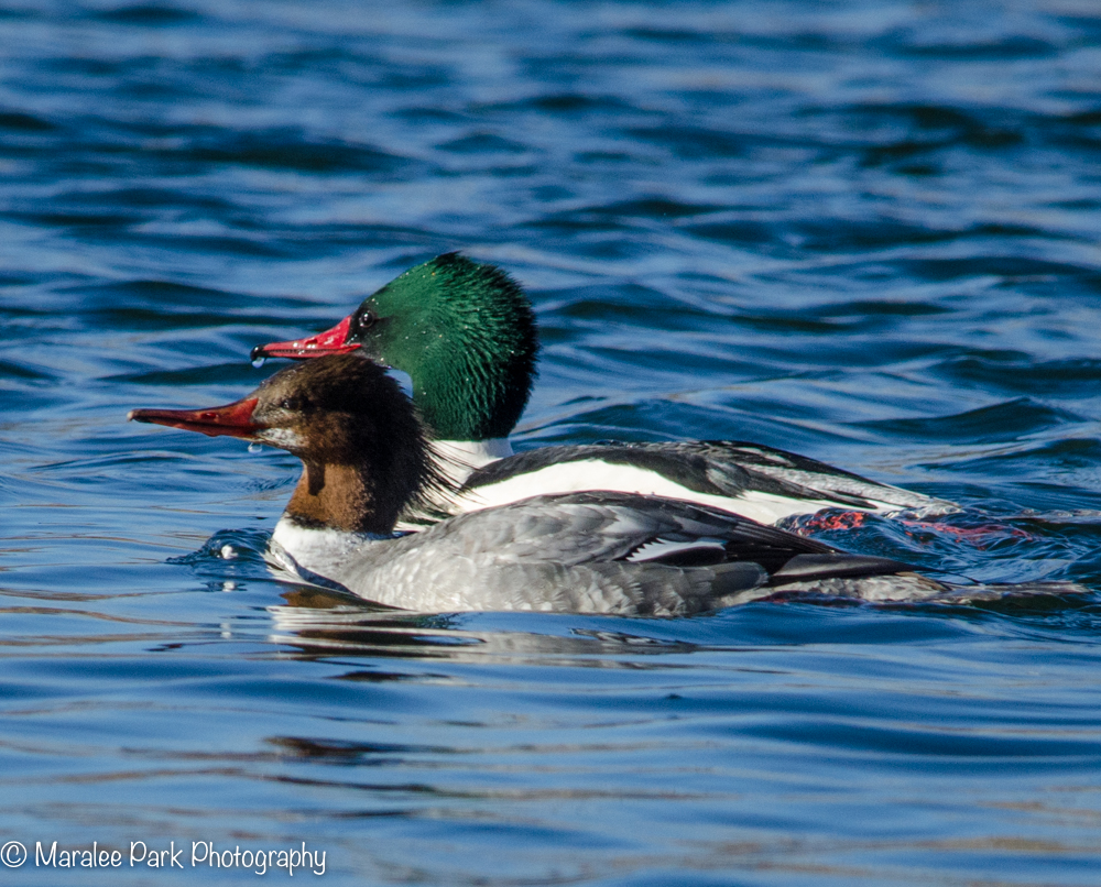 Merganser couple