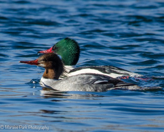 Merganser couple