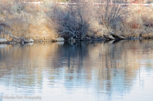 Bird in the tree. Focal length 150mm