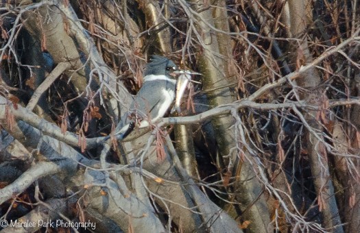 Kingfisher with fish