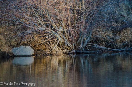 Bird in tree. Focal length 500mm
