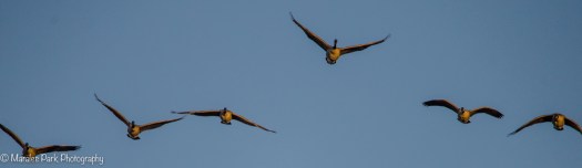 Geese in flight