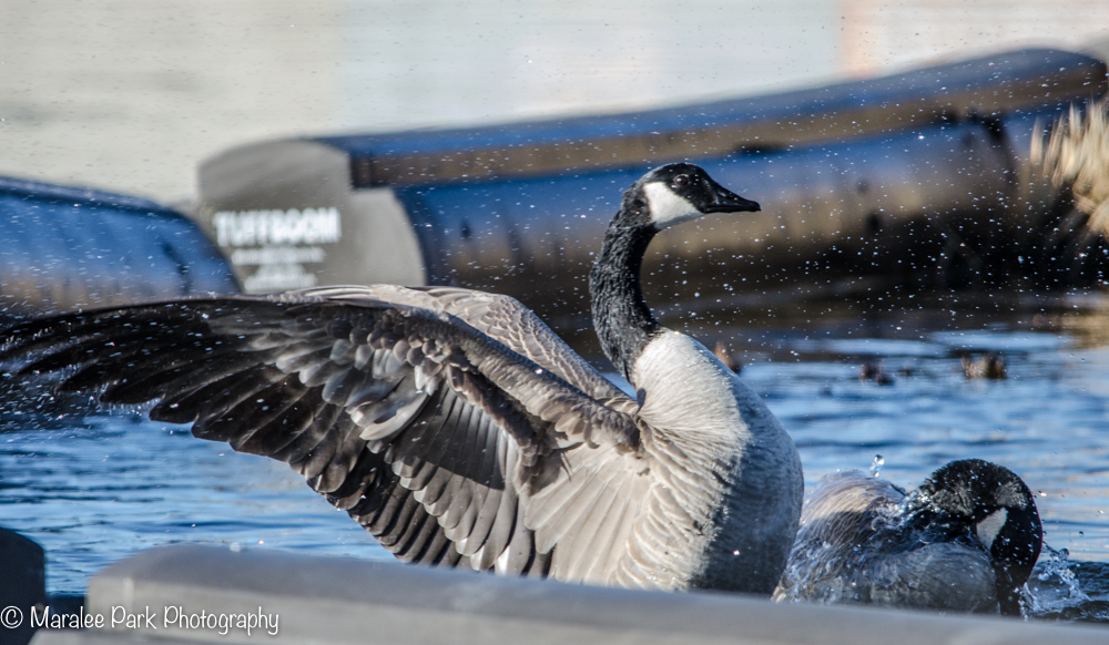 Canada Goose flapping its wings