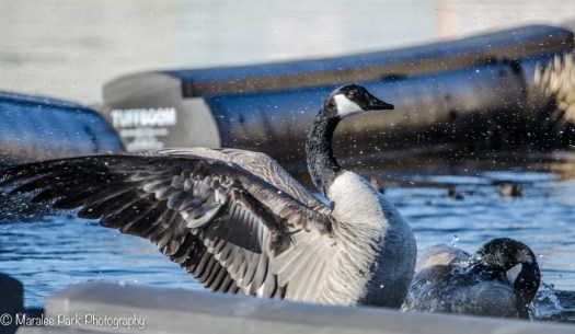 Canada Goose flapping its wings