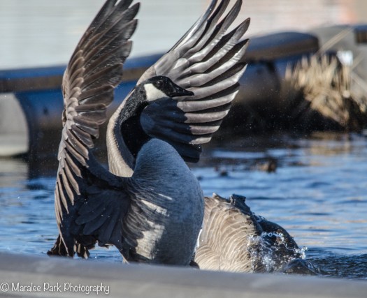 Canada Goose flapping its wings