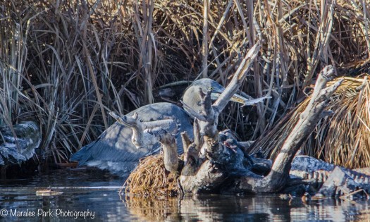 Great Blue Heron Fishing