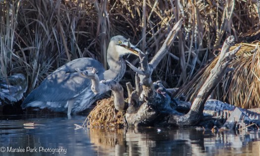 Great Blue Heron Fishing