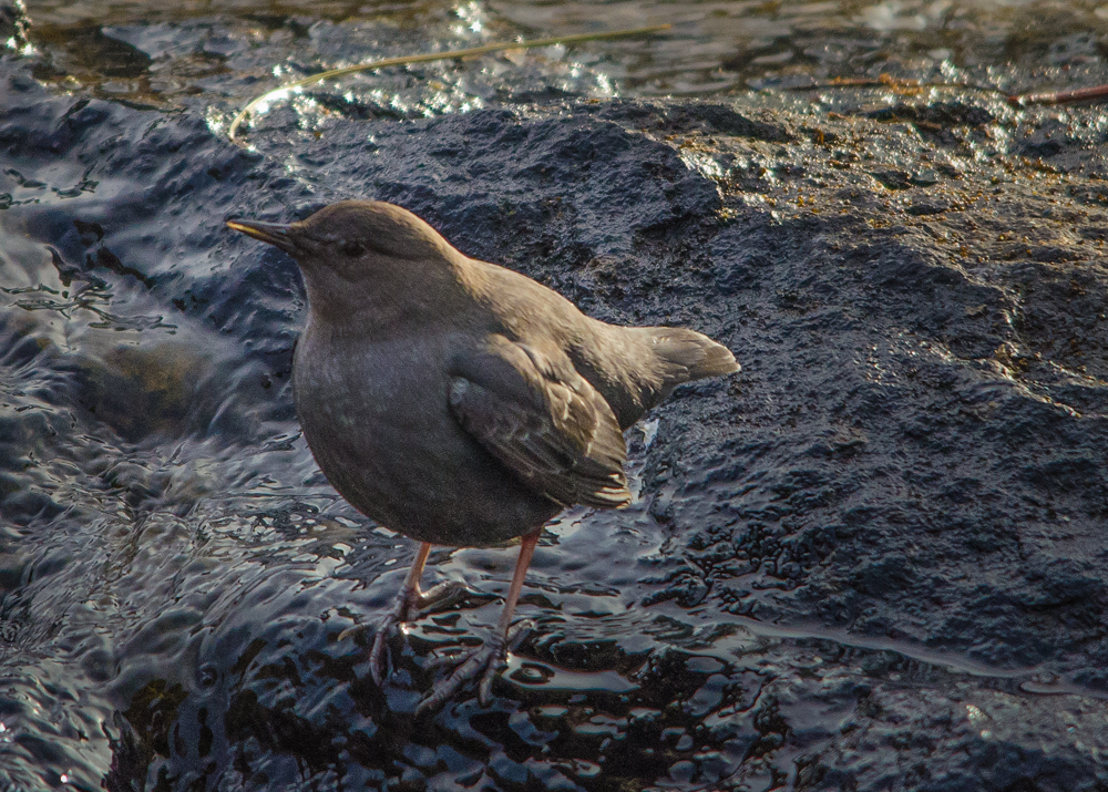 American Dipper