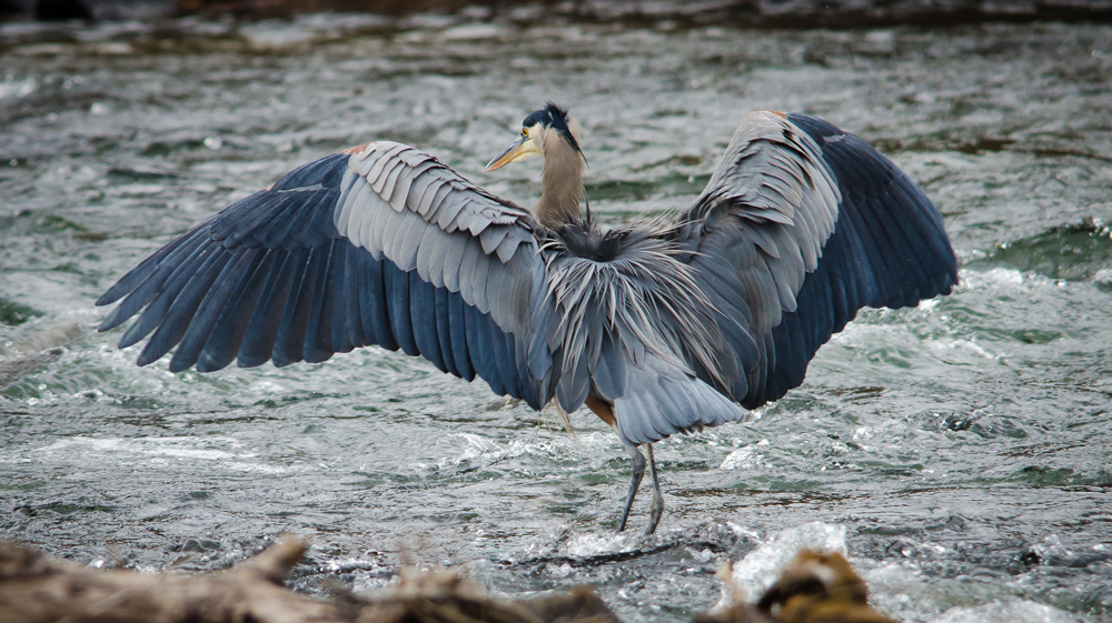 Great Blue Heron flying