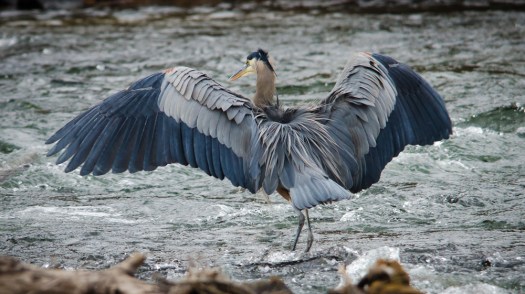 Great Blue Heron flying