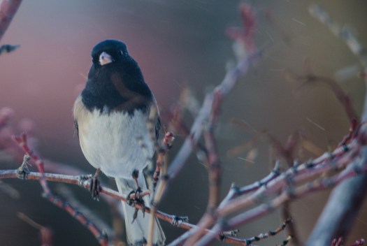Dark-Eyed Junco