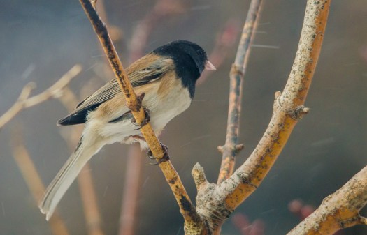Dark-Eyed Junco