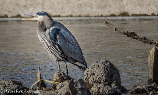 Great Blue Heron