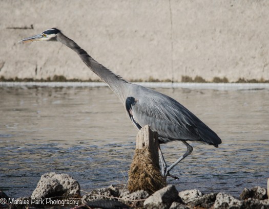 My what a long neck you have