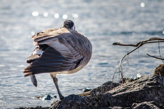 Canada Goose on one leg