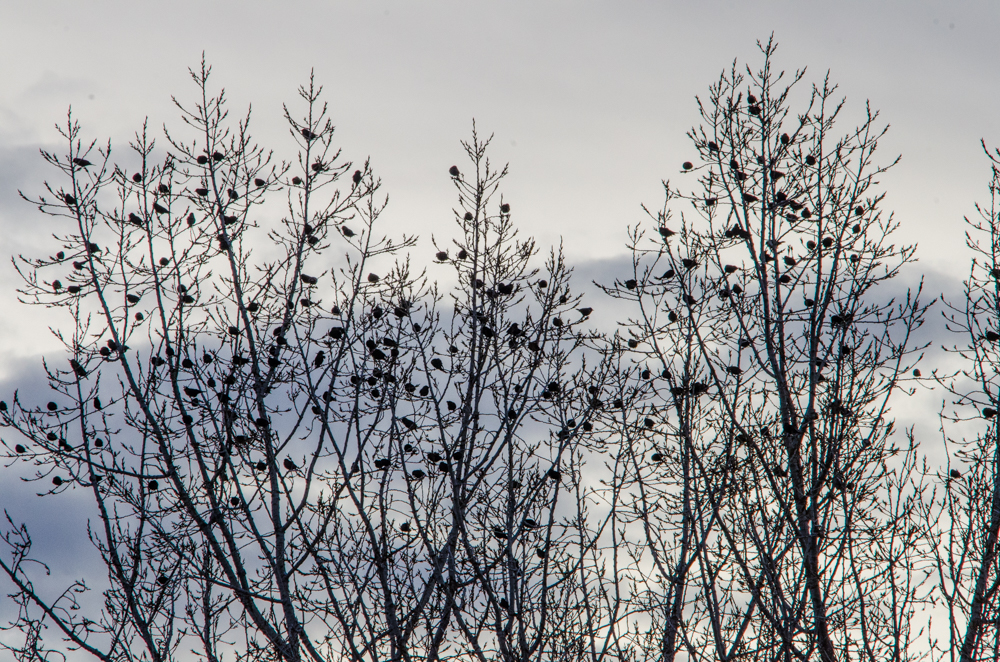 Hundreds of birds in the trees