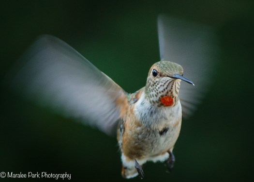 Hummingbird