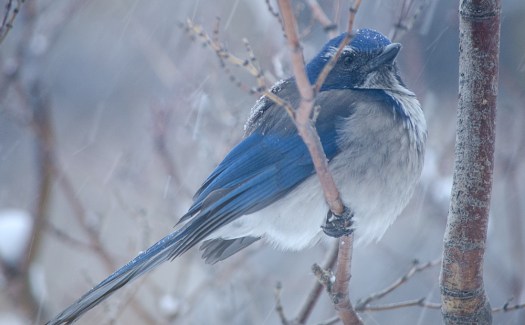 Scrub Jay