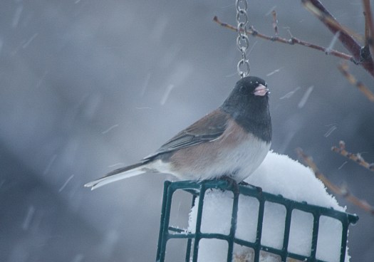 Dark-Eyed Junco
