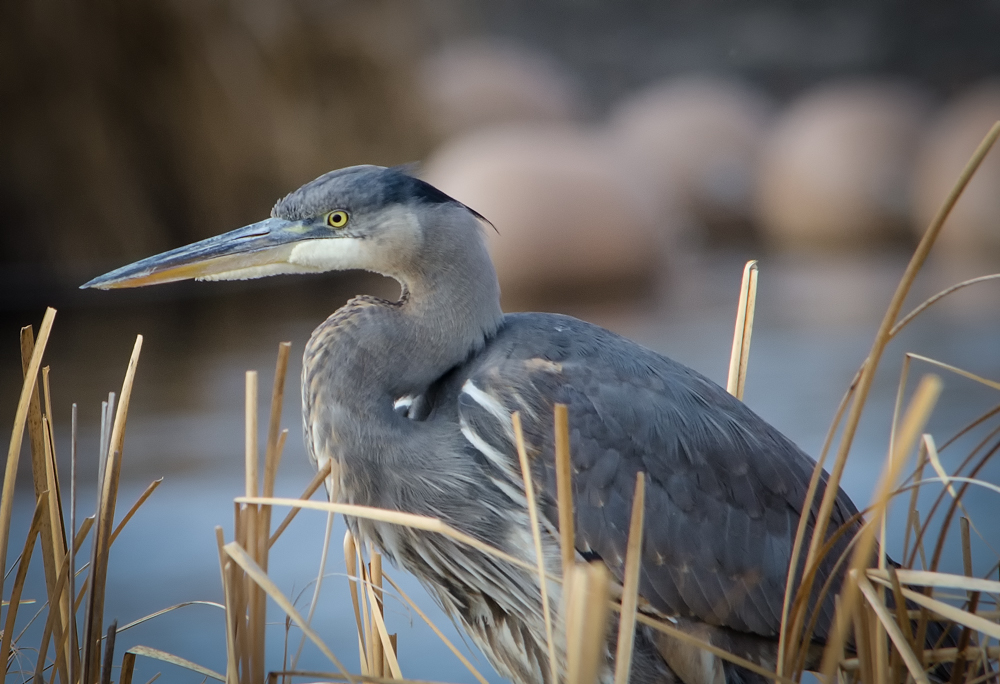 Portrait of a Heron