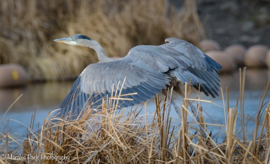 Great Blue Heron Getting Ready for Liftoff