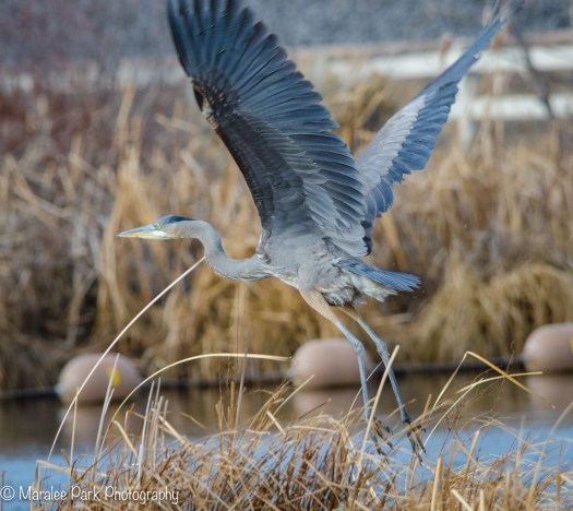 Great Blue Heron Getting Ready for Liftoff