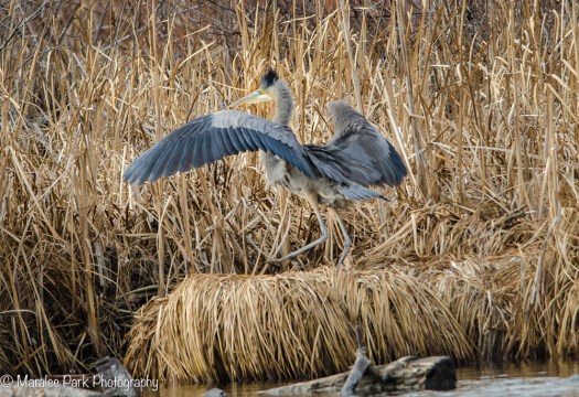 Great Blue Heron Great Landing on the opposite side of the river