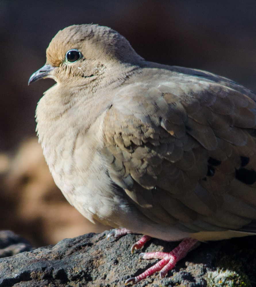Mourning Dove