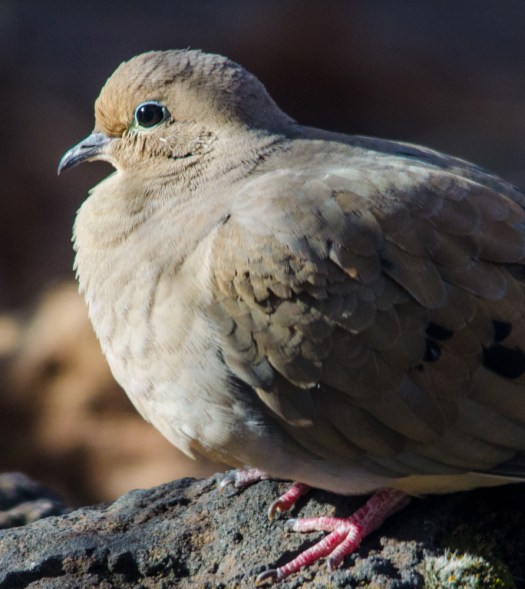 Mourning Dove