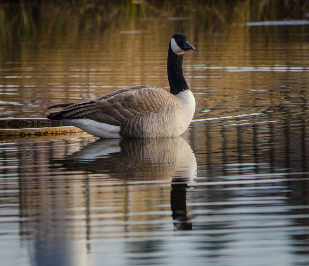 Canada Goose Reflection