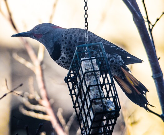 Northern Flicker