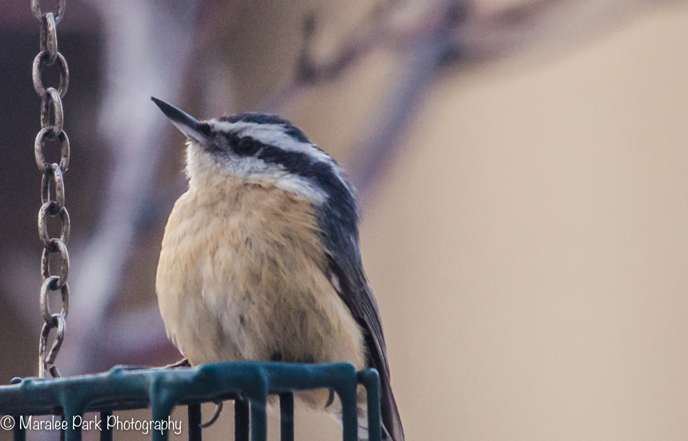 Red-Breasted Nuthatch