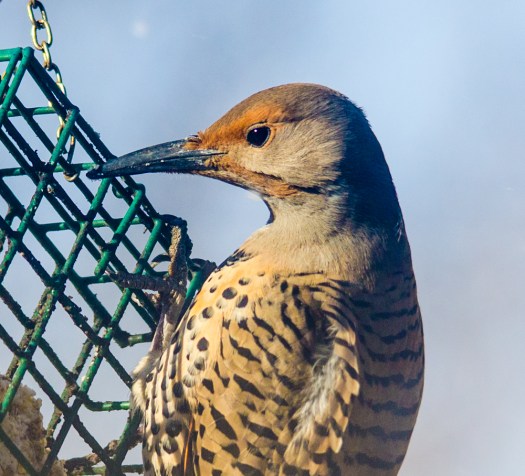 Northern Flicker