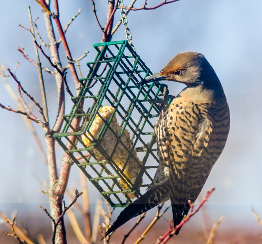 Northern Flicker